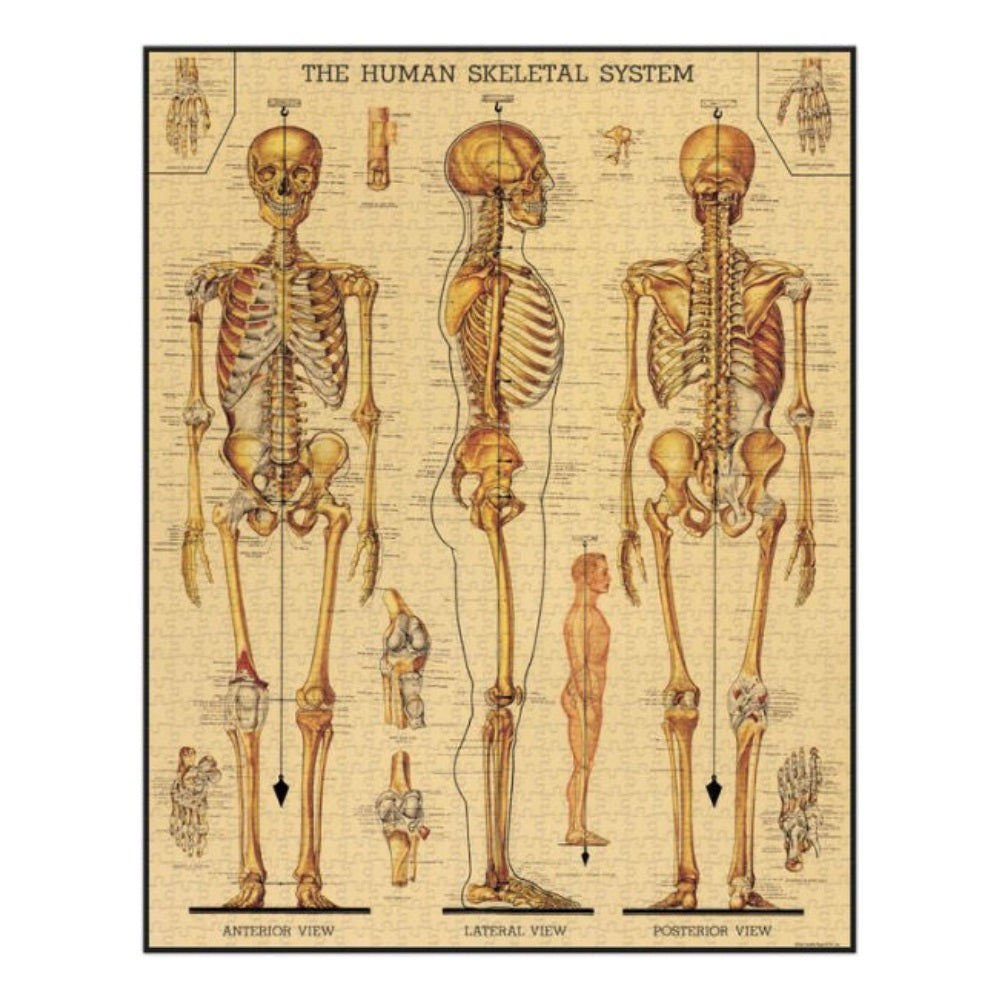 Cavallini & Co. Skeletal System 1000 Piece Puzzle