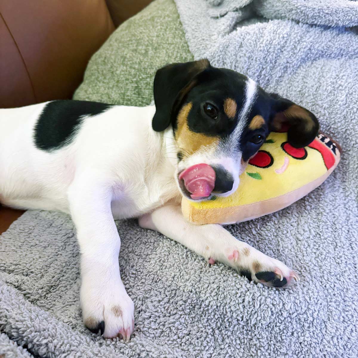 NYC Dog Gift